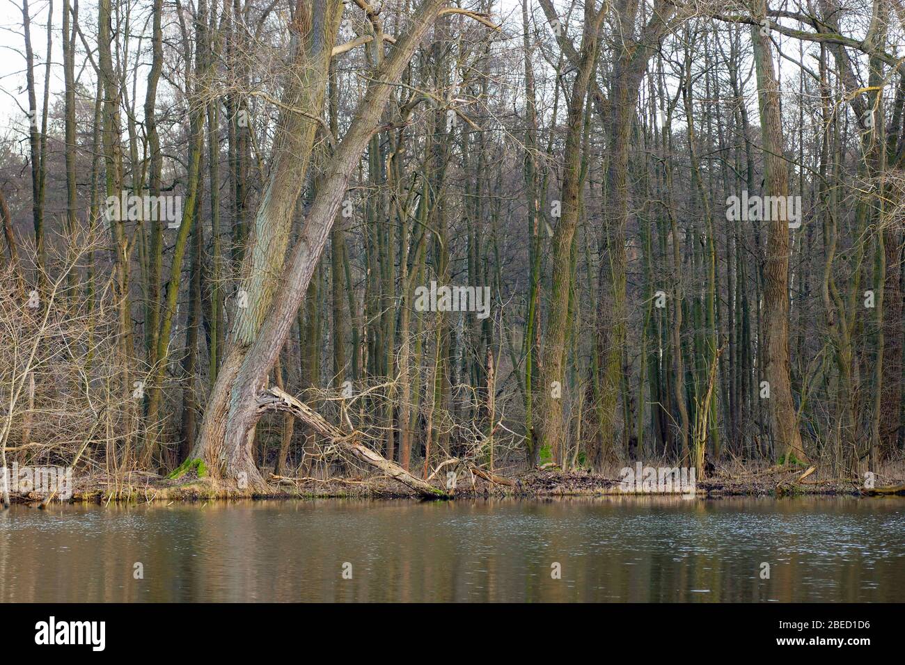 Bäume am Ufer des Karpfenteichs (Bogenseekette) Stock Photo