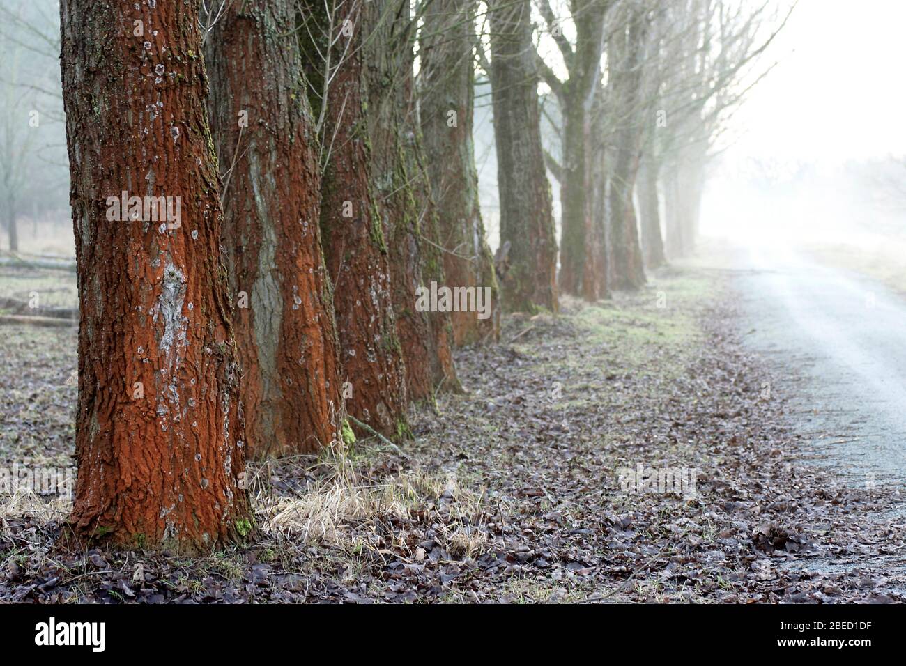 Pappelallee in den Rieselfeldern bei der Bogenseekette Stock Photo