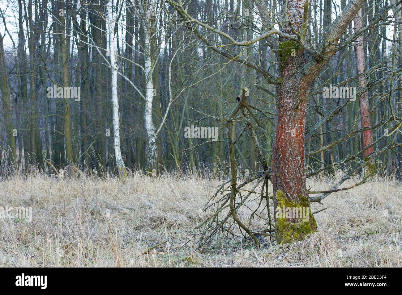 rote Baumstämme (Grünalgen) Stock Photo