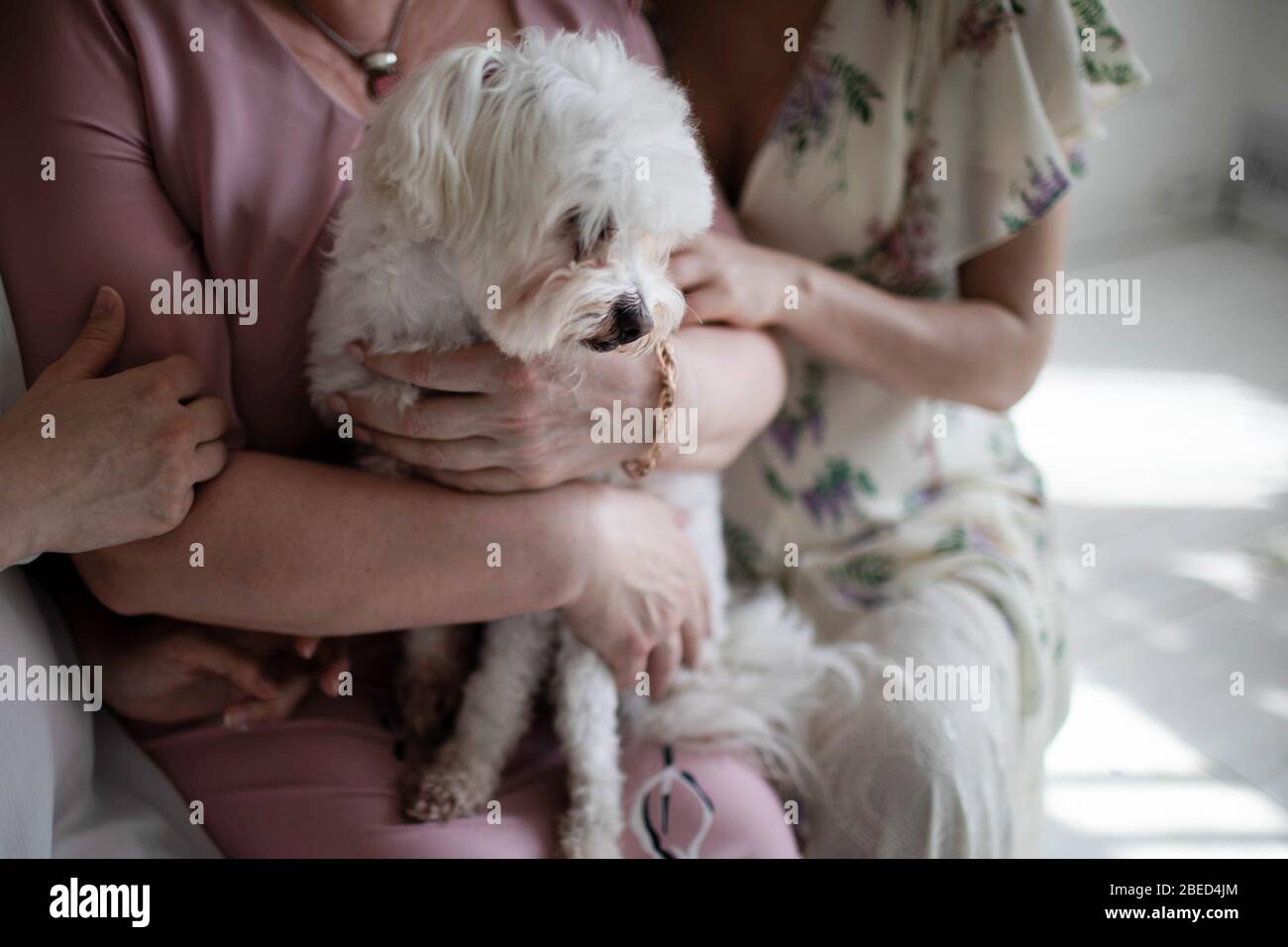 White dog breed the French lap dog Stock Photo Alamy