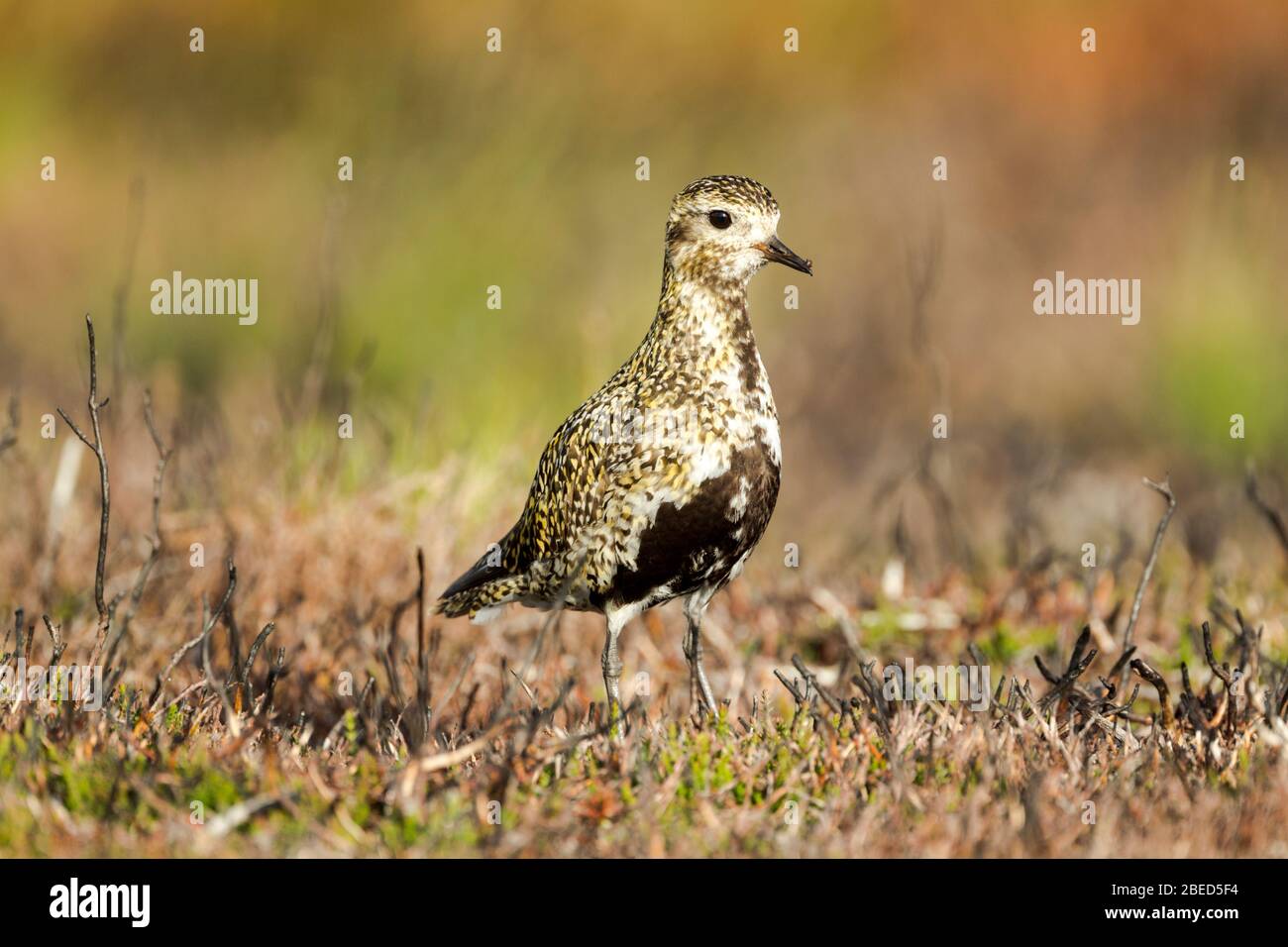 Golden Plover female (Pluvialis apricaria) standing on moorland vegetation in warm light Stock Photo