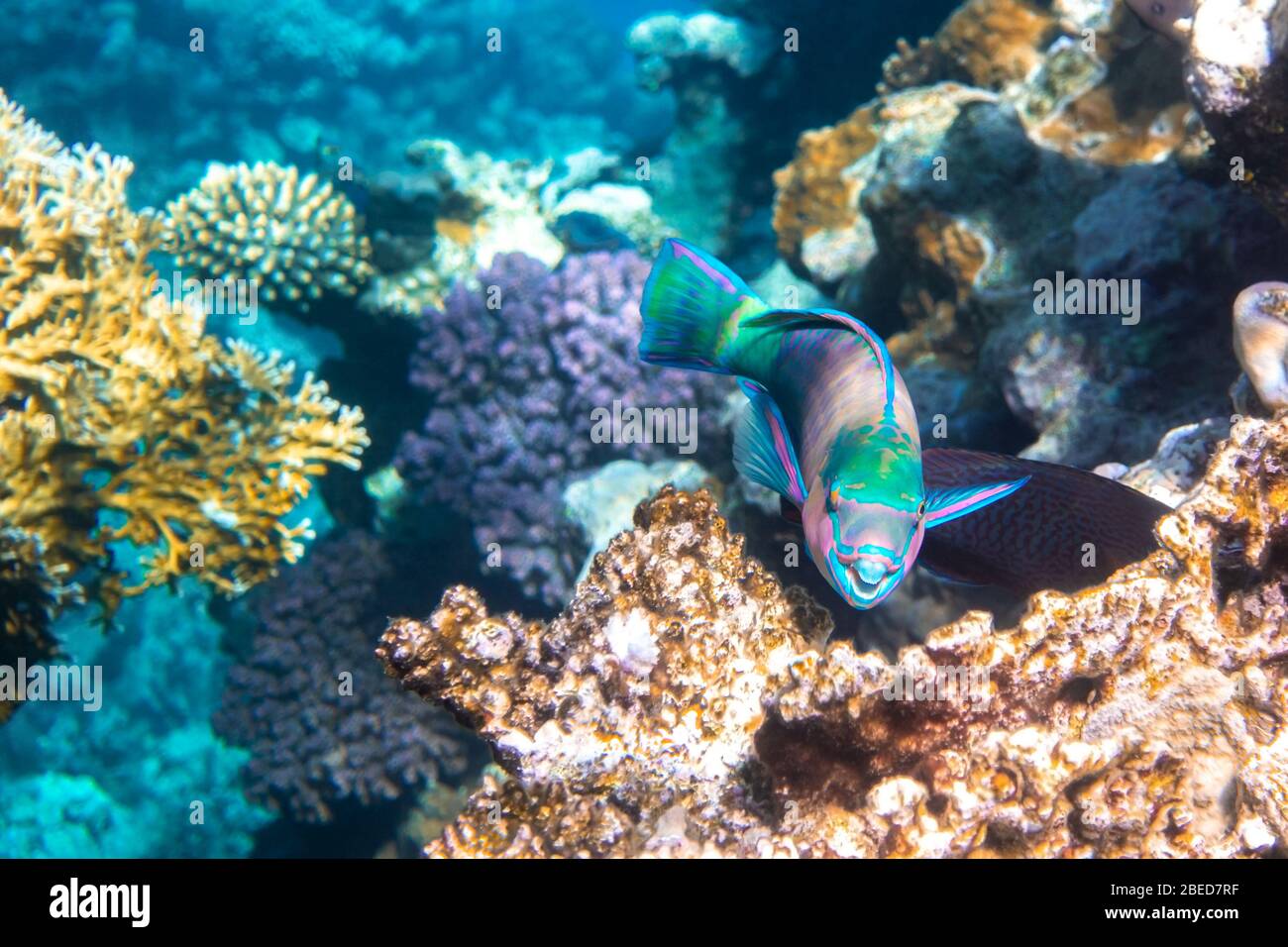 Queen Parrotfish in a coral reef, Red Sea, Egypt. Colorful bright tropical fish in blue ocean lagoon water. Stock Photo