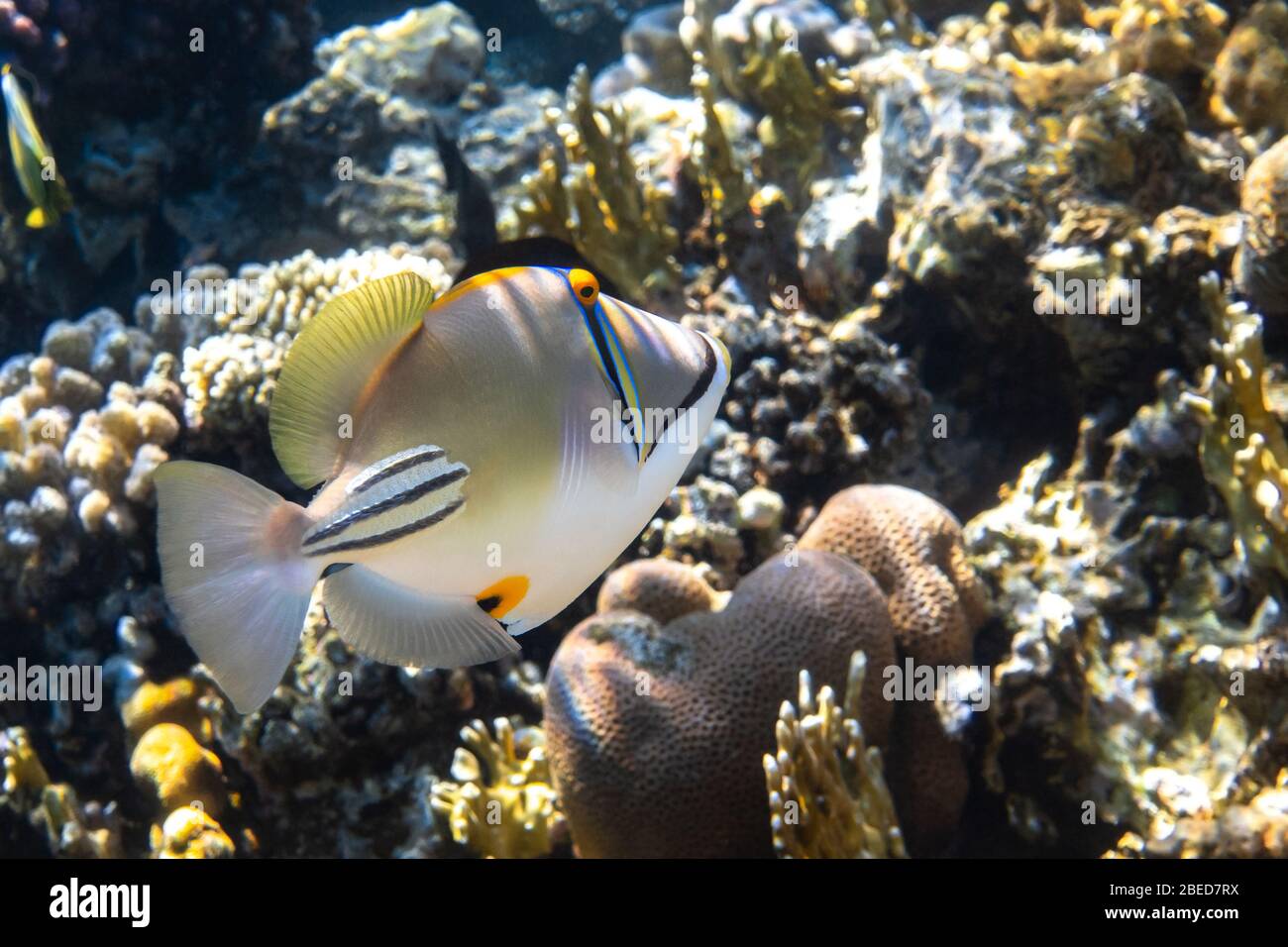 Arabian picassofish (Rhinecanthus assasi, triggerfish) in a coral reef in Red Sea, Egypt. Unusual tropical bright fish in blue ocean lagoon water. Clo Stock Photo