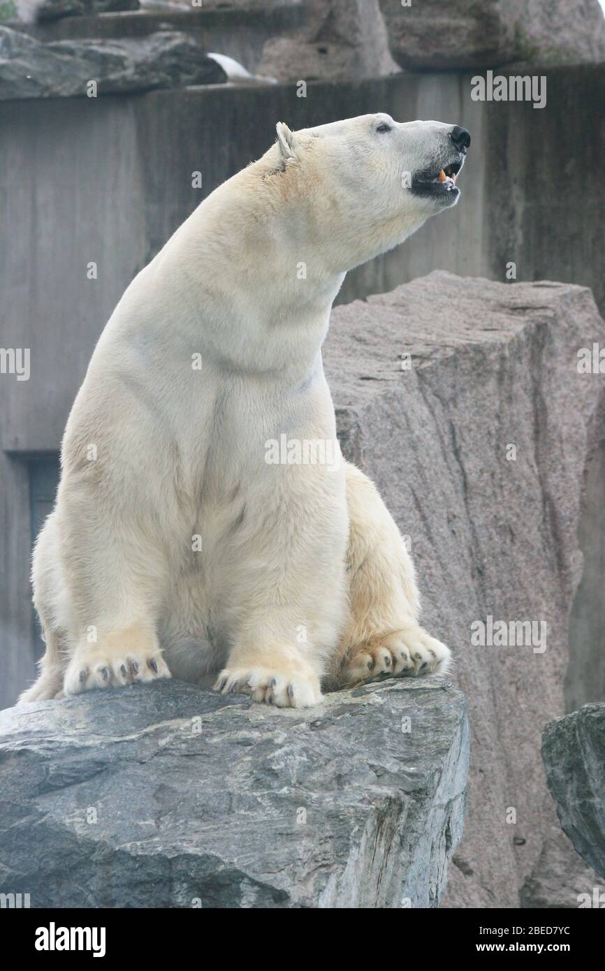 Detail view of a large polar bear, (ursus maritimus)Detailansicht von einem großen Eisbären, (ursus maritimus) Stock Photo