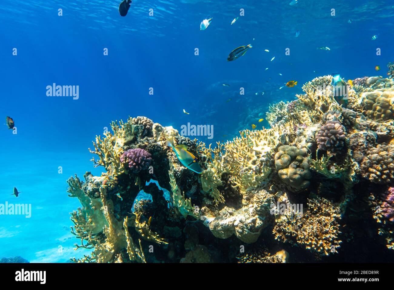 Coral Reef And Tropical Fish In Red Sea, Egypt. Blue Turquoise Clear Ocean Water, Hard Corals And Rock In The Depths, Sun Rays Shining Through Water S Stock Photo