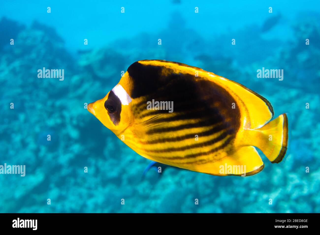 Raccoon Butterflyfish (Chaetodon lunula), Clear Blue Turquoise Water. Colorful Tropical Coral Fish In The Ocean. Yellow Stripped Saltwater Butterfly F Stock Photo