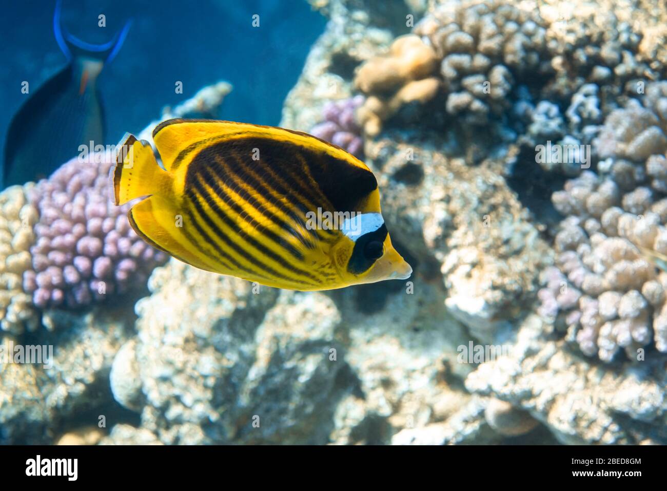 Raccoon Butterflyfish (Chaetodon lunula) Over The Coral Reef, Clear Blue Turquoise Water. Colorful Tropical Fish In The Ocean. Beauty Stripped Saltwat Stock Photo