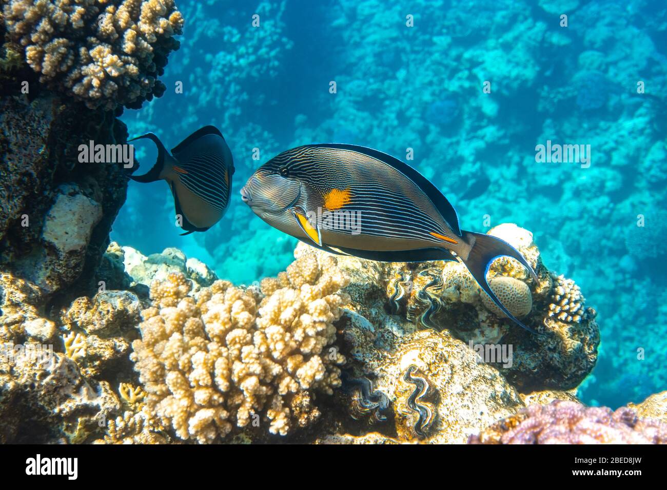 Tropical Fish In The Ocean Near Coral Reef. Sohal Surgeonfish (Acanthurus Sohal) With Black Fins, Yellow And Blue Stripes In The Red Sea, Egypt. Side Stock Photo
