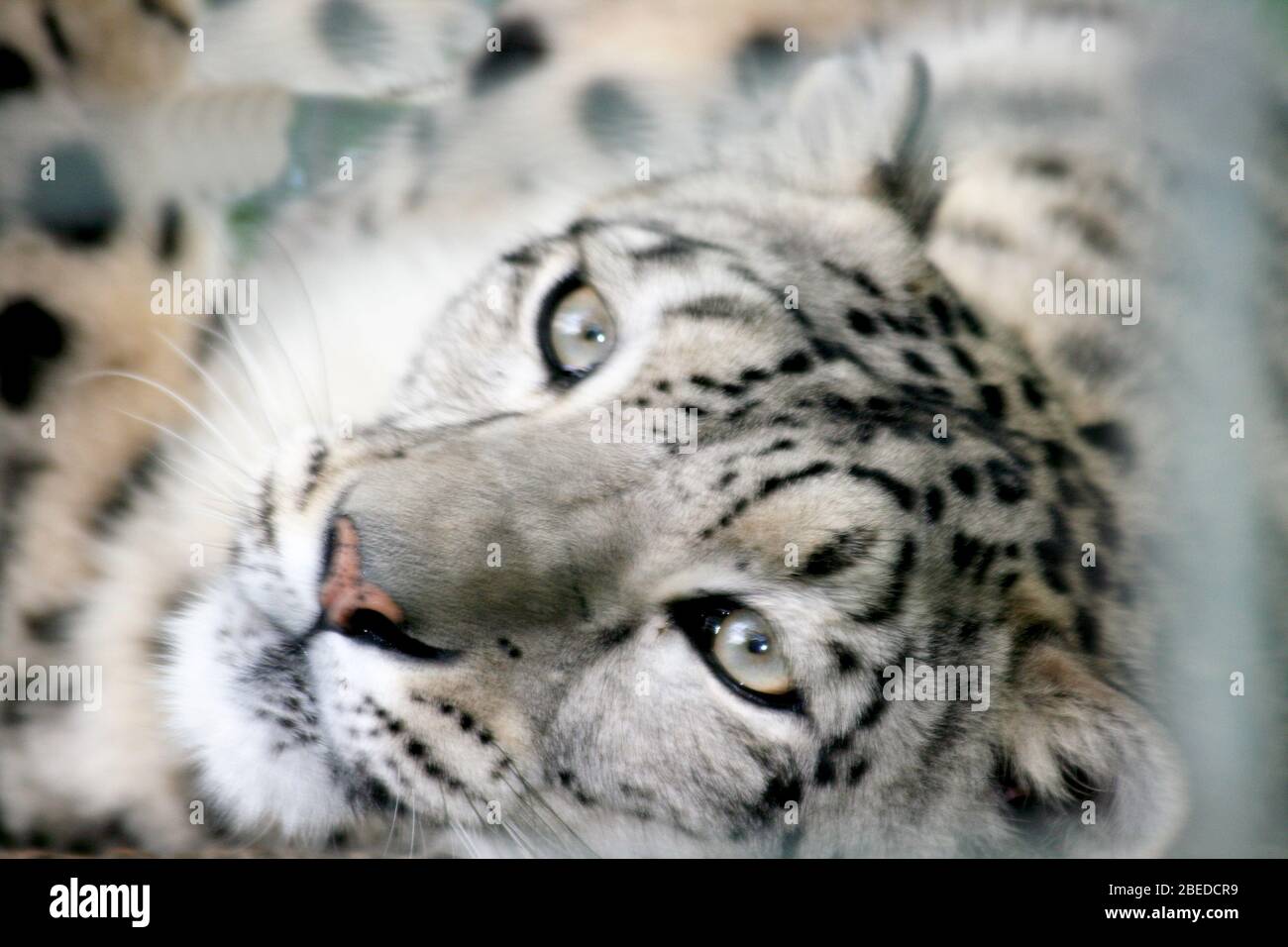 Beautiful detail shot of a snow leopard (Panthera uncia)Schöne Detailaufnahme von einem Schneeleopard  (Panthera uncia) Stock Photo