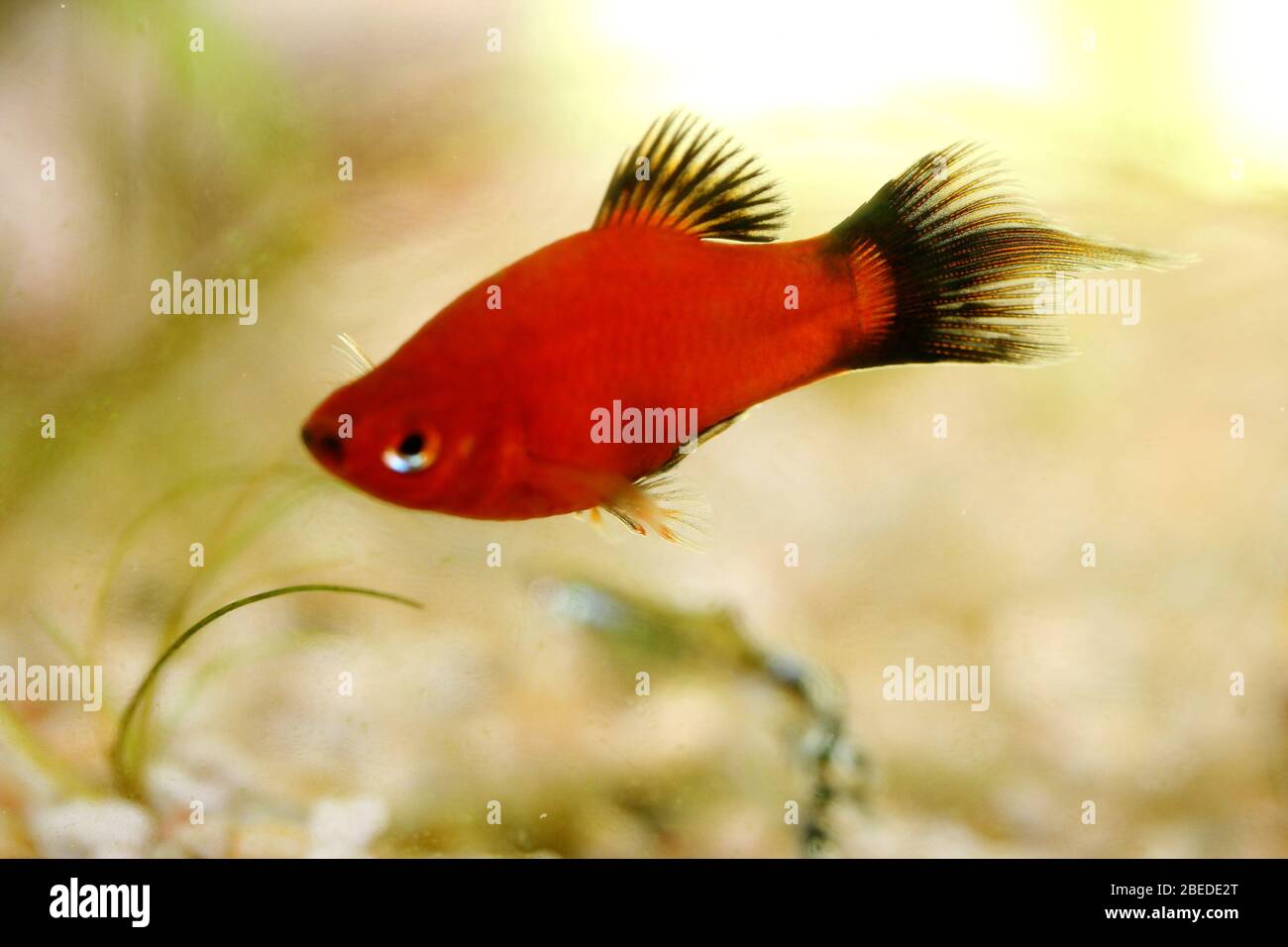 Platy  (Xiphophorus maculatus), a popular freshwater aquarium fish Platy oder auch Spiegelkärpfling (Xiphophorus maculatus), ein beliebter Süßwasser- Stock Photo
