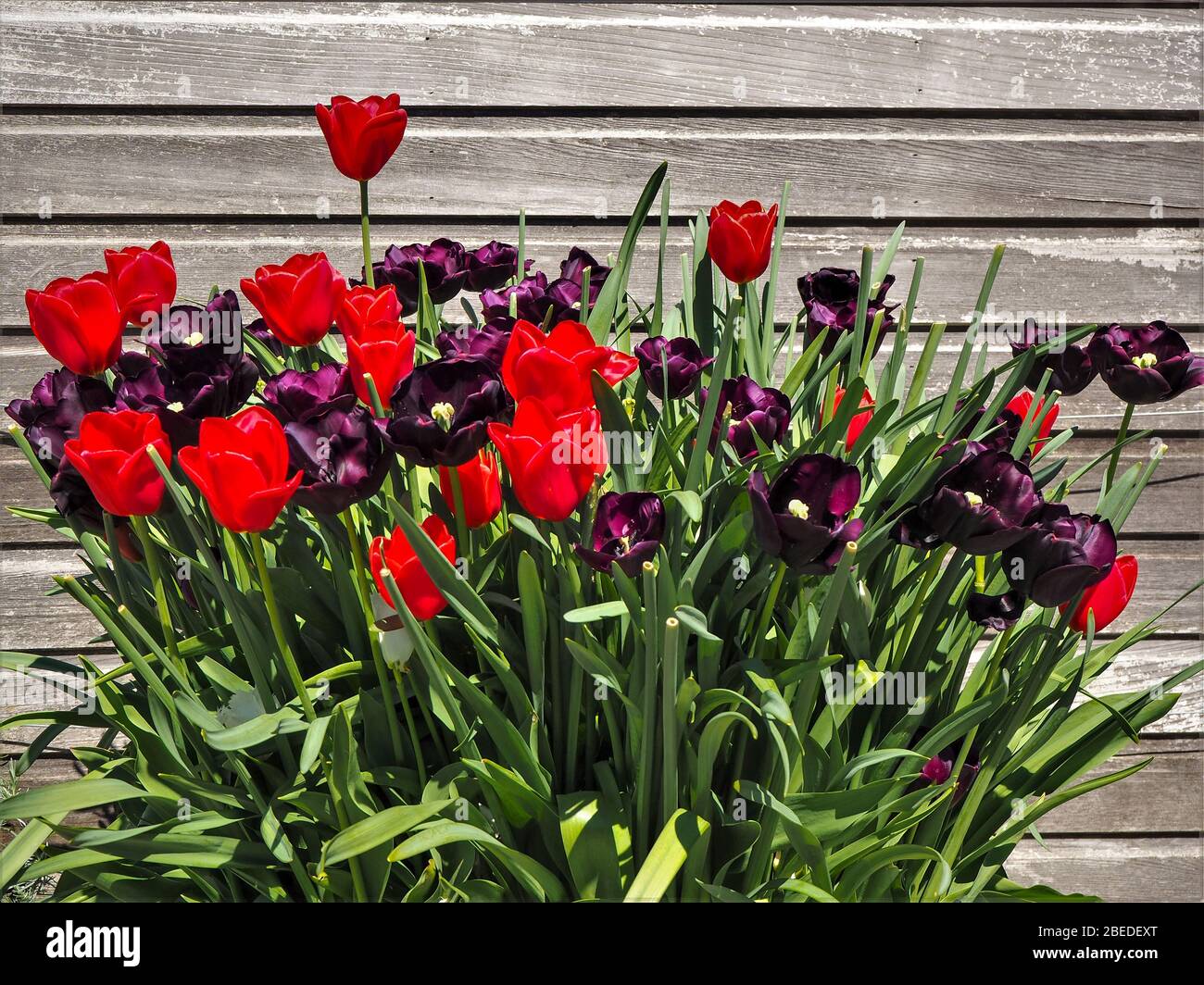 Display of mixed red and purple tulips against a wooden garden fence Stock Photo