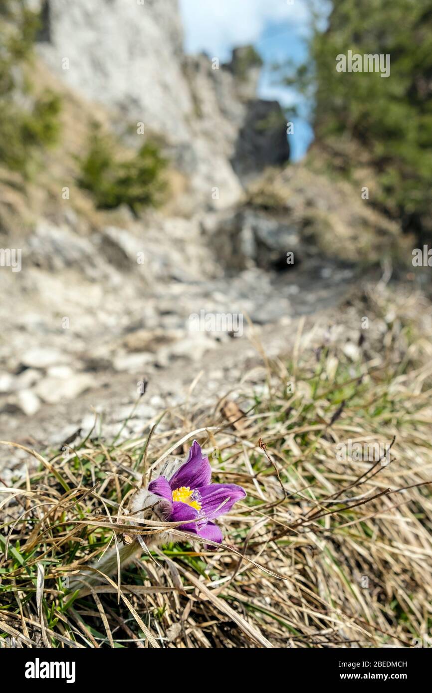 Greater Pasque Flower - Pulsatilla grandis, Sip peak, Slovak republic. Seasonal natural scene. Stock Photo