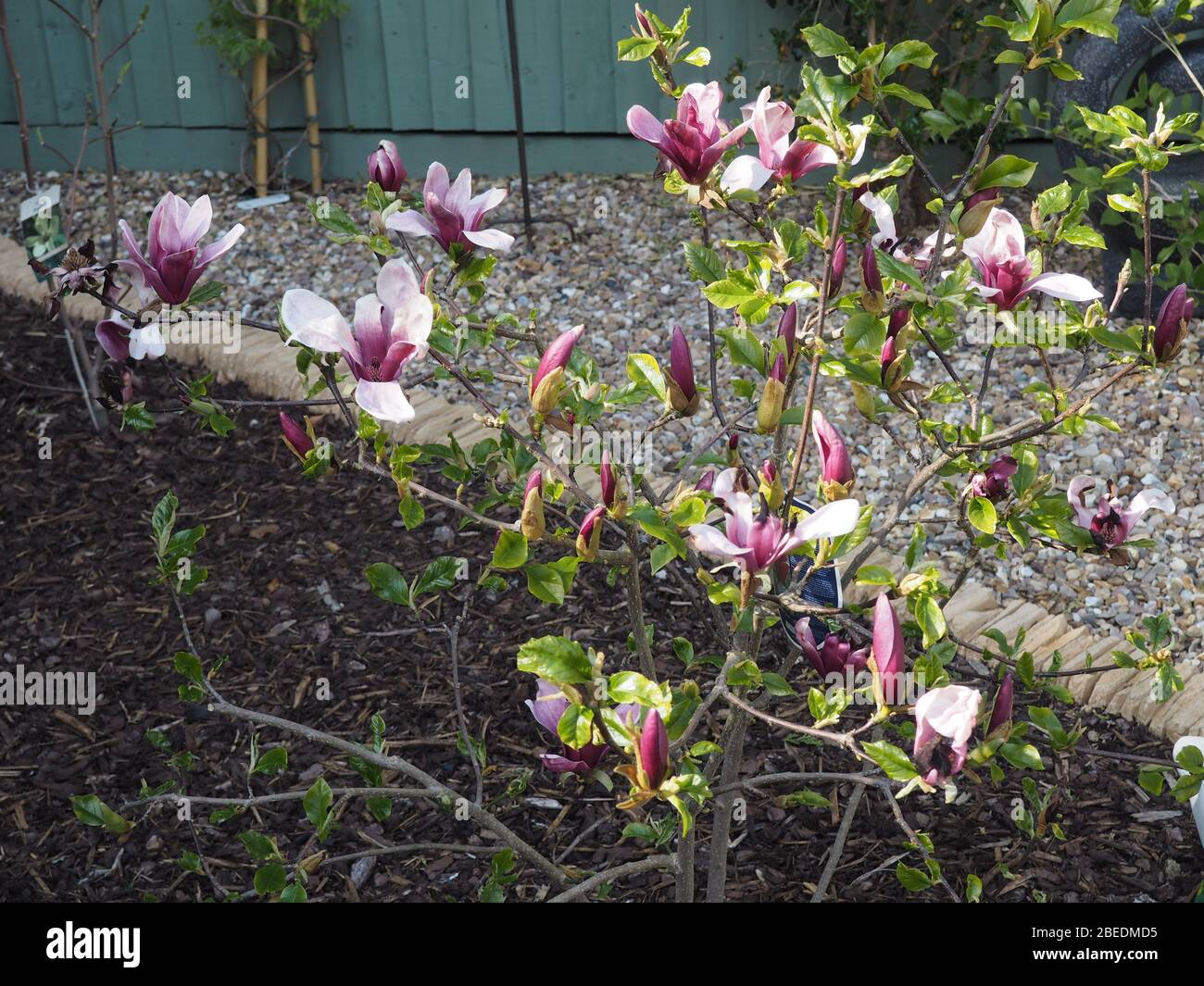 Magnolia Liliflora Nigra bush, flowers fully open Stock Photo