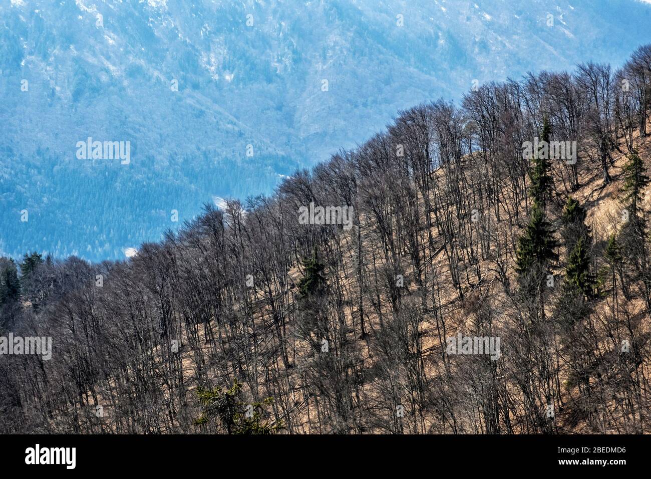 Deciduous forest, Sip peak, Big Fatra mountains, Slovak republic. Seasonal natural scene. Travel destination. Stock Photo