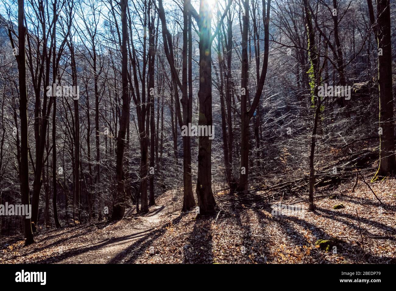 Seasonal deciduous forest in sunlight, Vrsatske rocks, Slovak republic. Hiking theme. Stock Photo