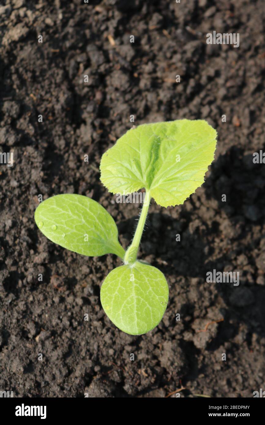 Planting courgette hi-res stock photography and images - Alamy