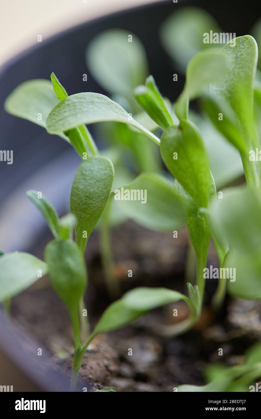 plants vegetable garden gow up Stock Photo