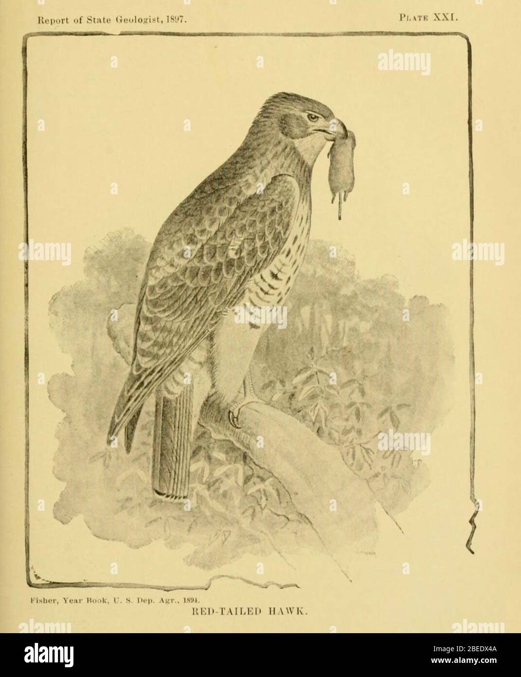 'English: Buteo jamaicensis as drawn by Fisher, for the U.S. Agriculture Year Book, 1894.; 20 September 2011; The birds of Indiana : a descriptive catalog of the birds that have been observed within the state, with an account of their habits / by Amos W. Butler. 1898. https://www.biodiversitylibrary.org/bibliography/15008; Fisher, Year Book, U.S. Department of Agriculture, 1894; ' Stock Photo