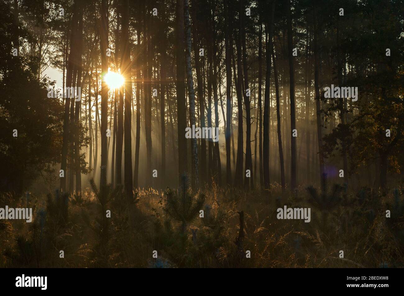 the sun breaking through the trees in the forest in the morning Stock Photo