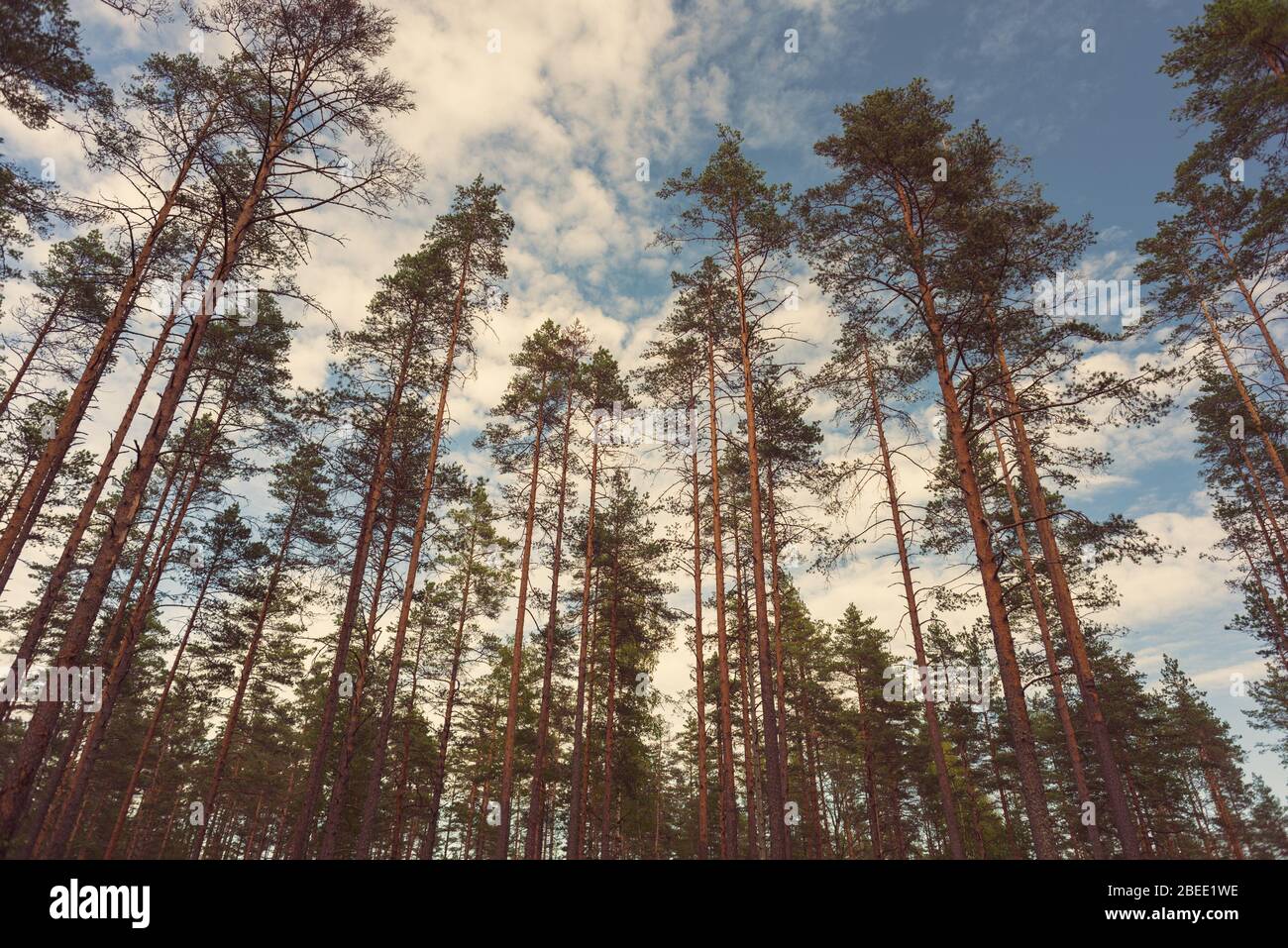Pine tree forest against the blue sky with beautiful clouds, a low wide angle. Stock Photo