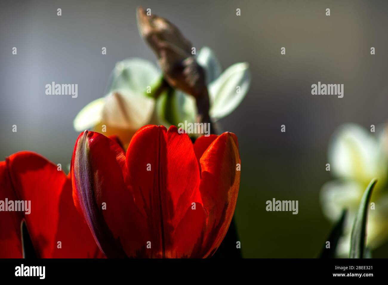 Concept flora . Daffodils and tulips Stock Photo