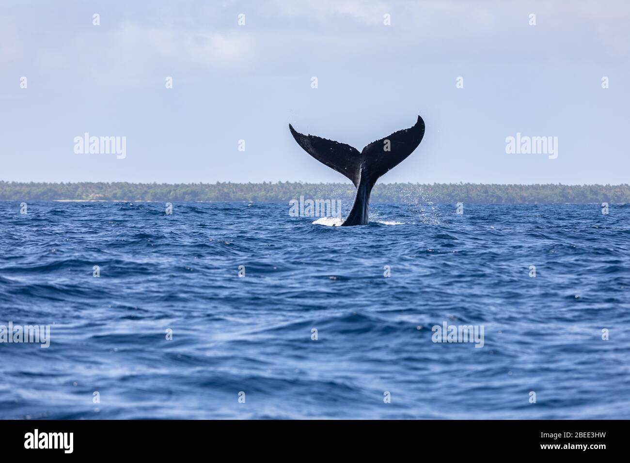 whale tail fin over the surface young humpback  playing Pacific Ocean wave splash Stock Photo