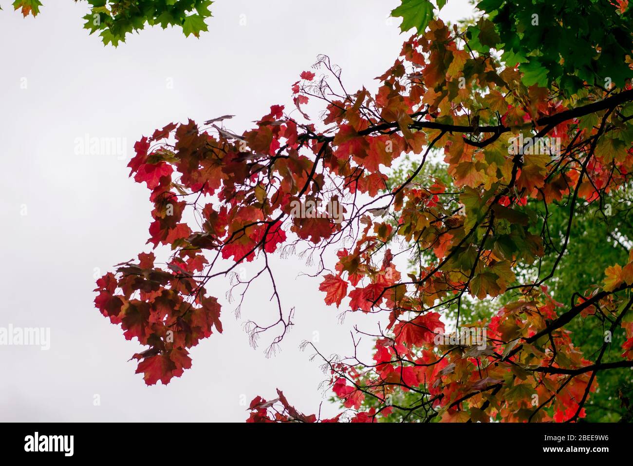 Maple tree with red leaves on the sky background, autumn theme Stock ...