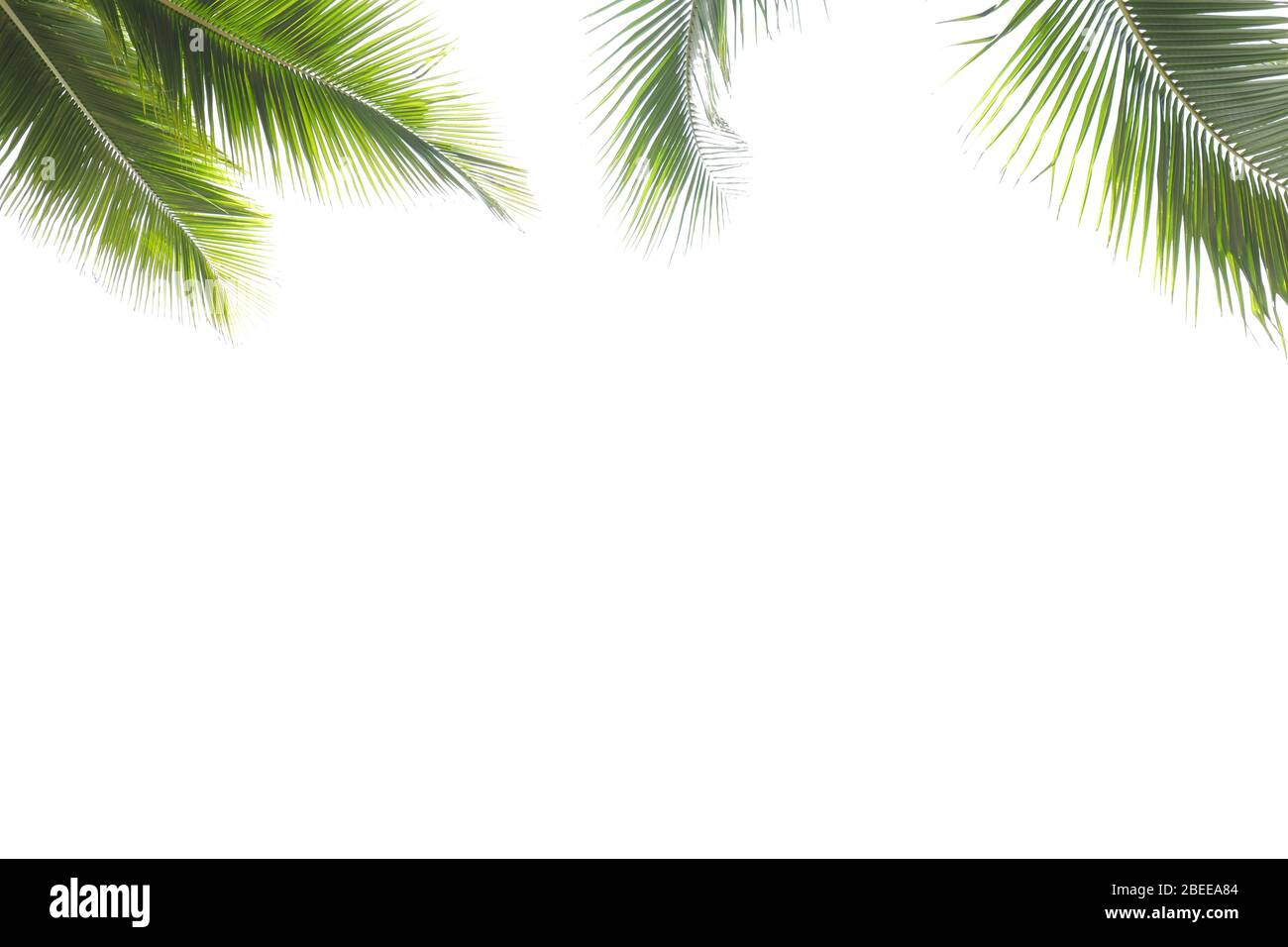 Coconut leaf frame isolate on white background whit copy space, Summer concept. Stock Photo
