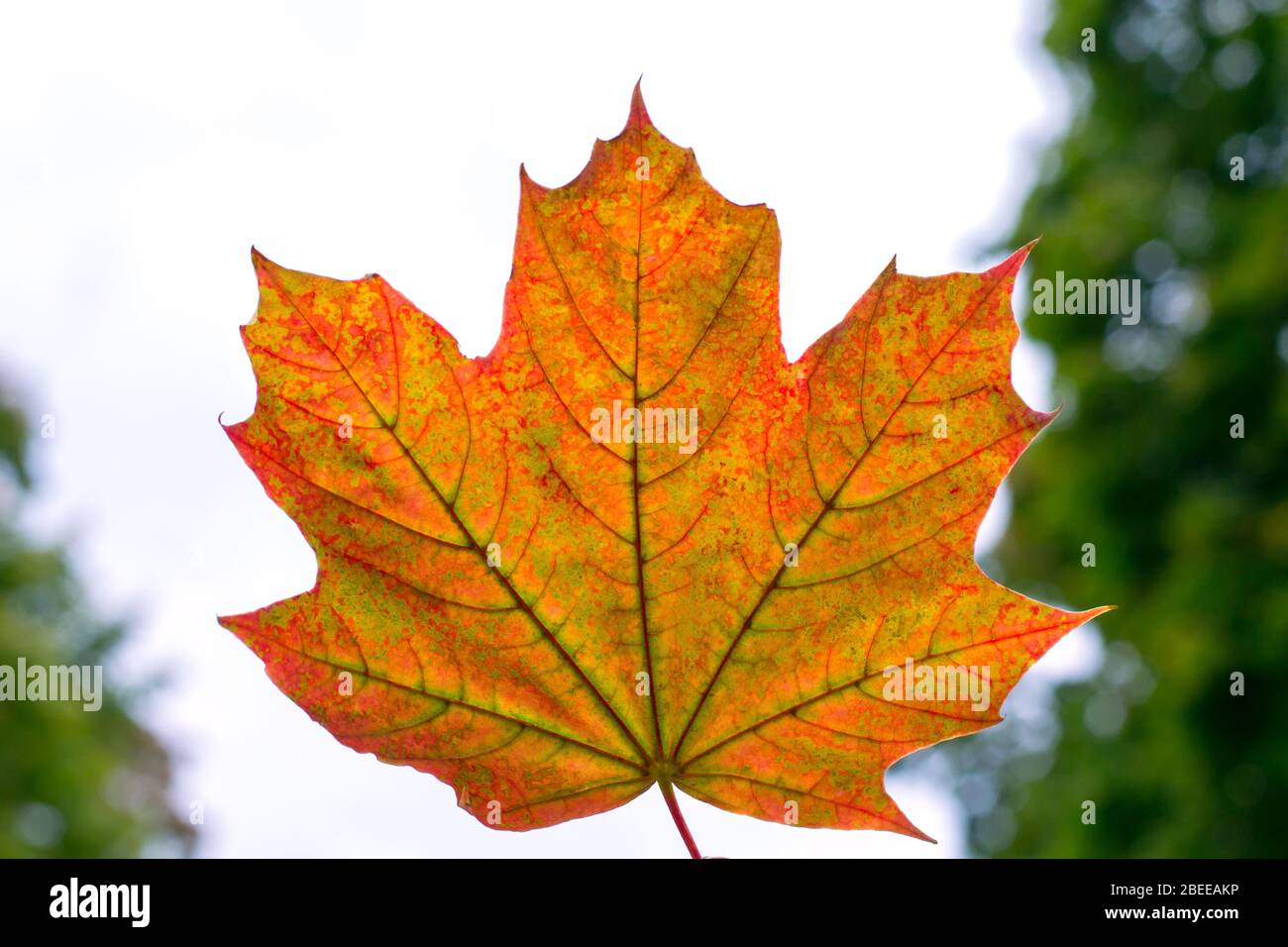 Maple leaf with different shades on a background of gray autumn sky Stock Photo