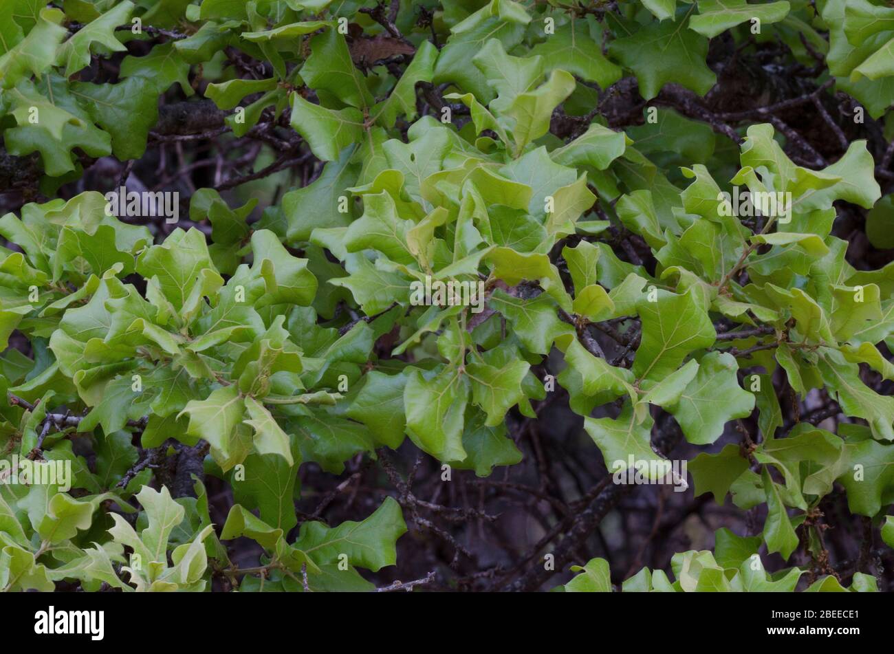 Blackjack Oak, Quercus marilandica, leaves in spring Stock Photo