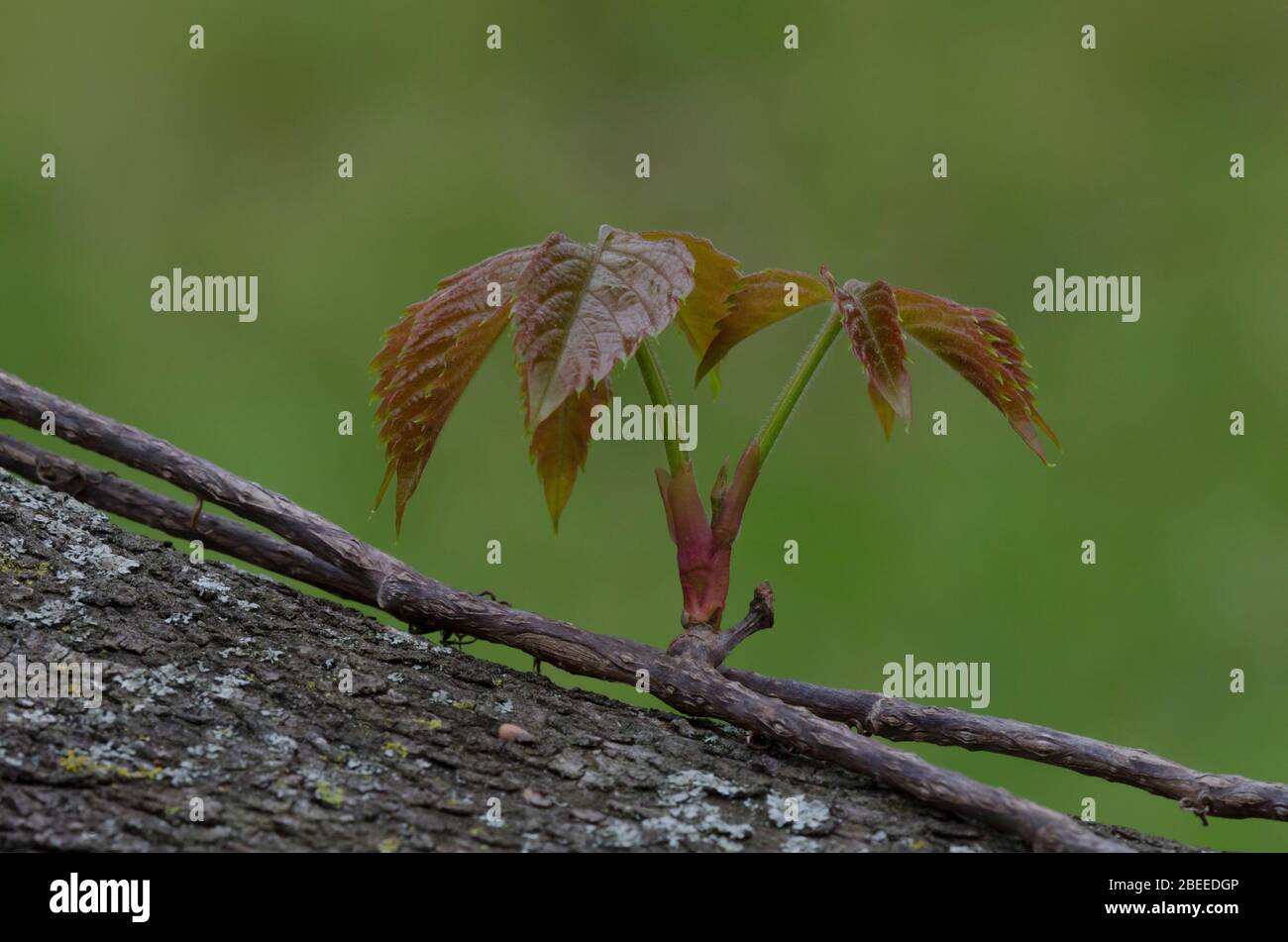 Virginia Creeper, Parthenocissus quinquefolia, leaves emerging in spring and growing up Eastern Redbud, Cercis canadensis, branch Stock Photo