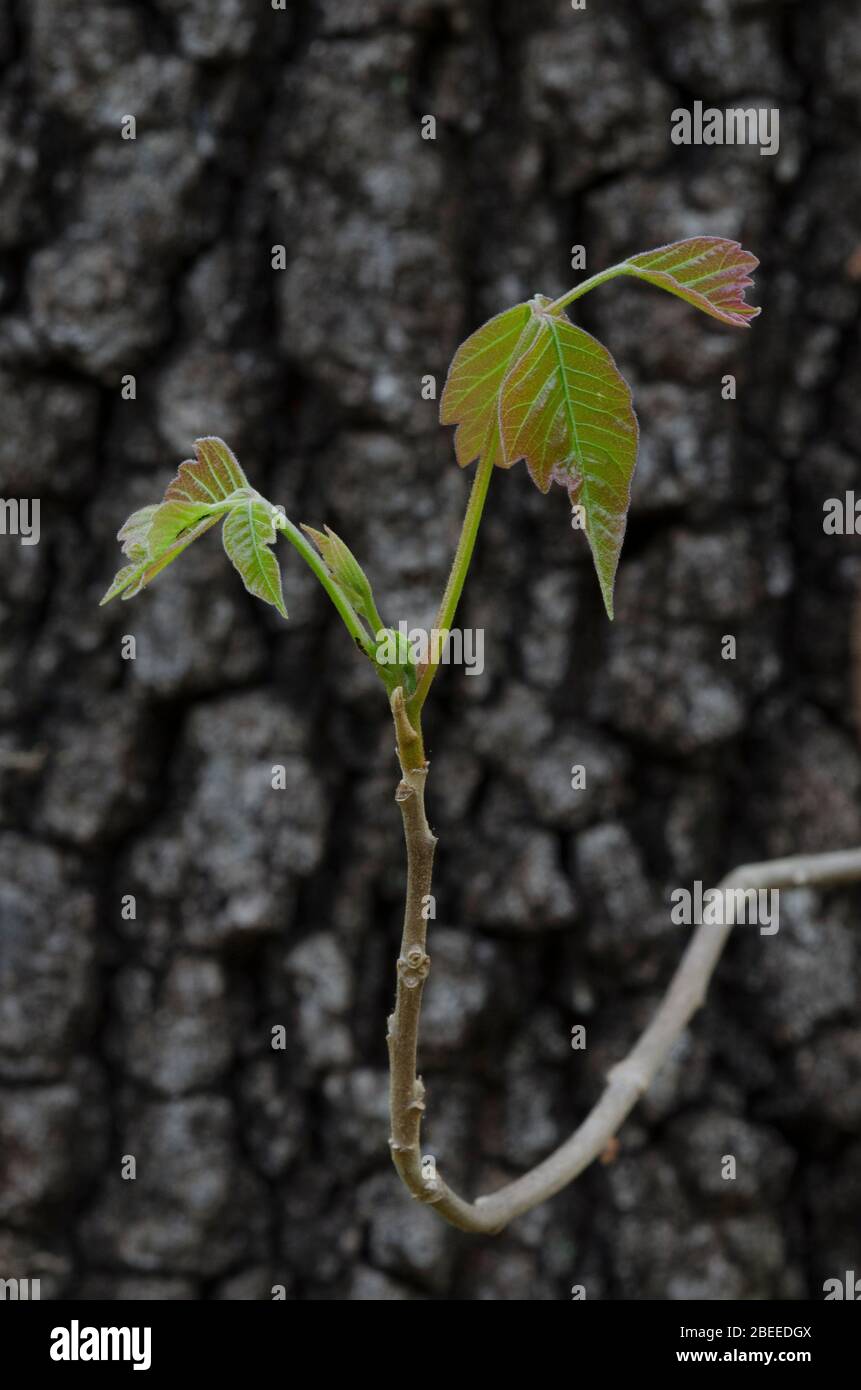 Poison Ivy, Toxicodendron radicans, leaves emerging in spring and growing up Blackjack Oak, Quercus marilandica Stock Photo