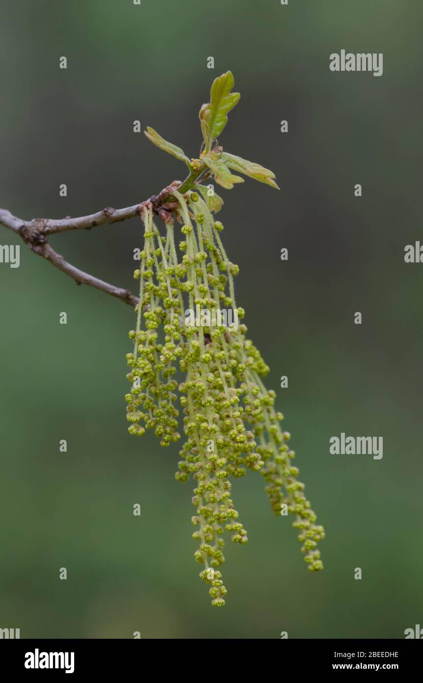 Post Oak, Quercus stellata, leaves and catkins opening in spring Stock Photo