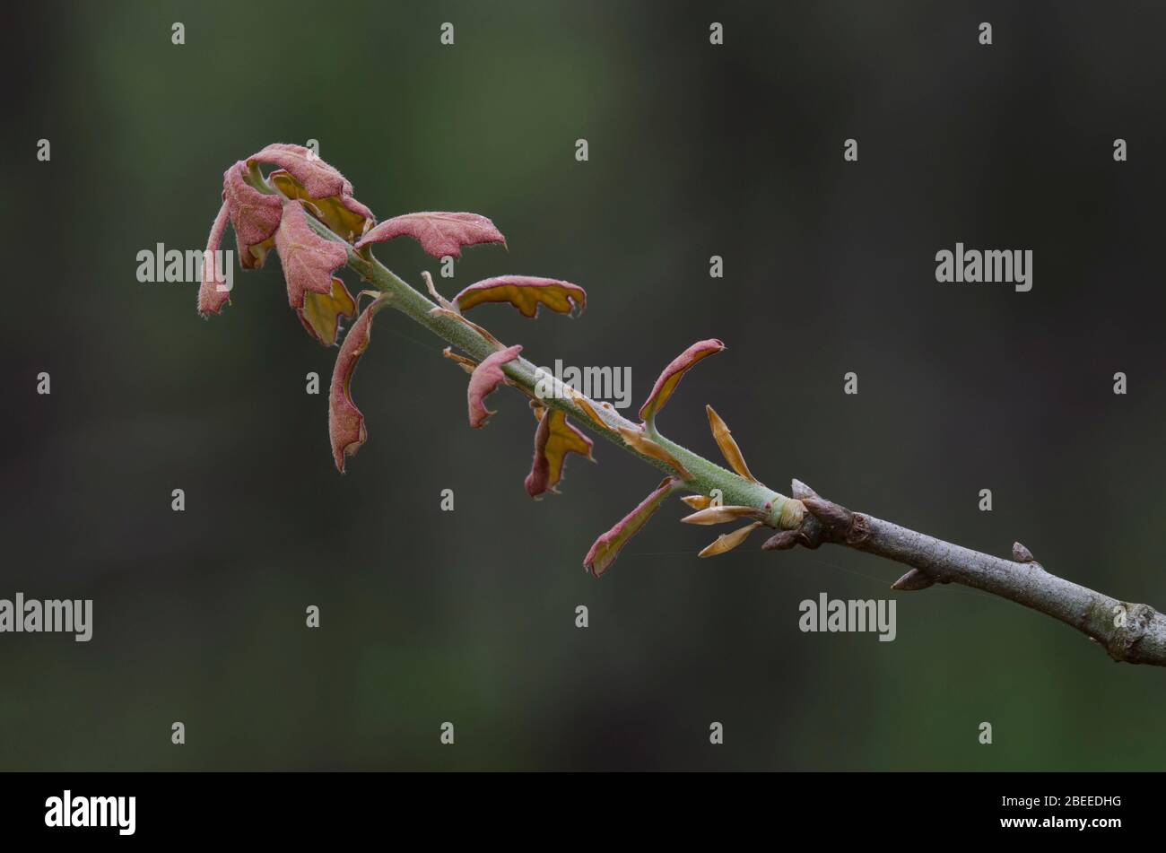 Blackjack Oak, Quercus marilandica, leaves opening in spring Stock Photo