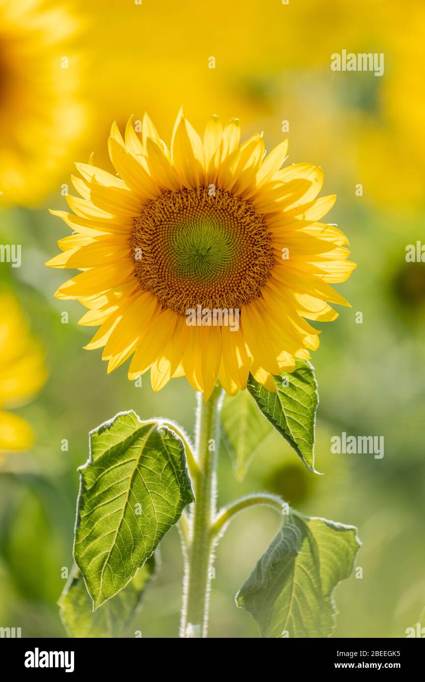 A backlit sunflower in Provence, France Stock Photo