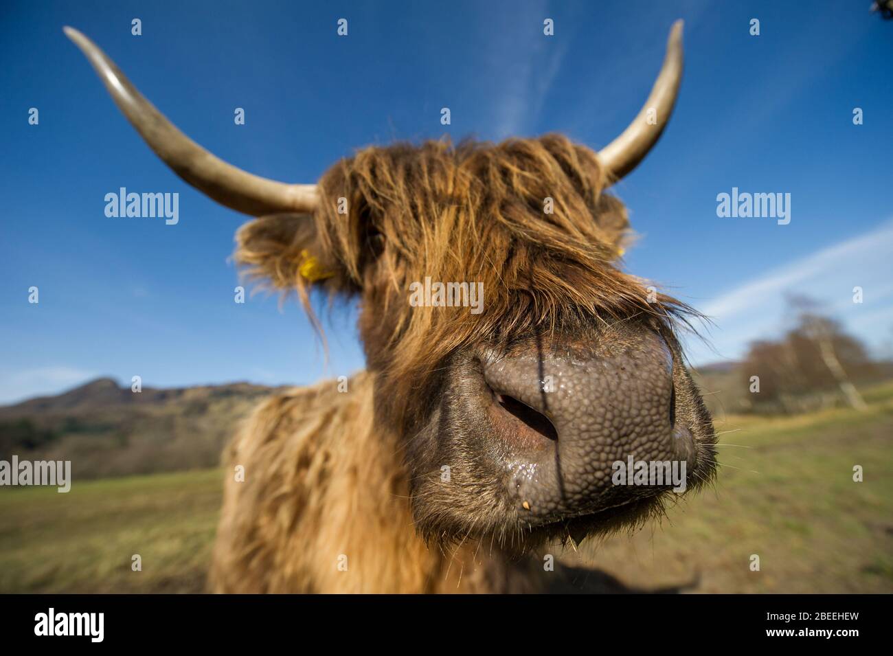 Cumbernauld, UK. 13th Apr, 2019. Pictured: A highland cow with long furry coat and long pointy horns seen posing for the camera in the Spring sunshine in the Loch Lomond and Trossachs National Park. Credit: Colin Fisher/Alamy Live News Stock Photo