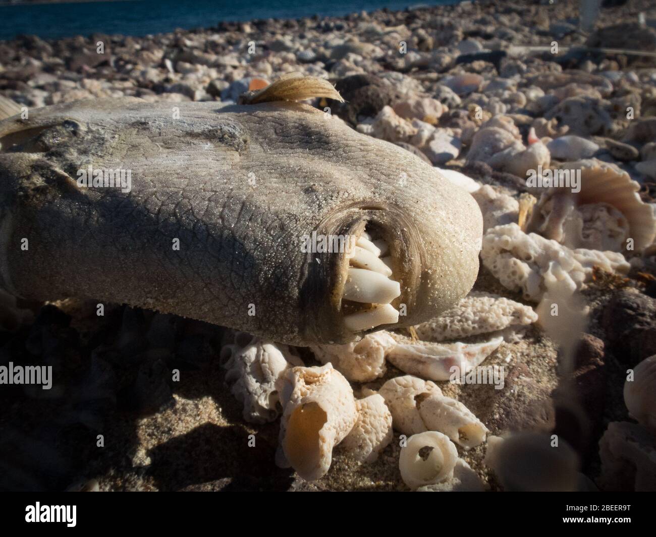 The teeth of a dead fish on a shell-covered, rocky beach on Alcatraz Island, poke out of its dry scaly skin. Stock Photo