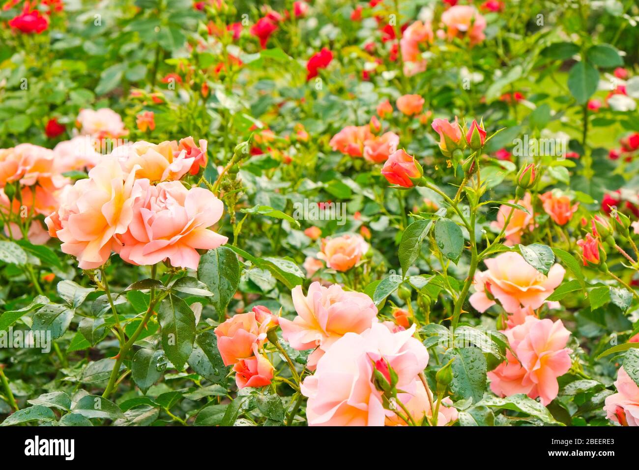 Apricot roses hires stock photography and images Alamy