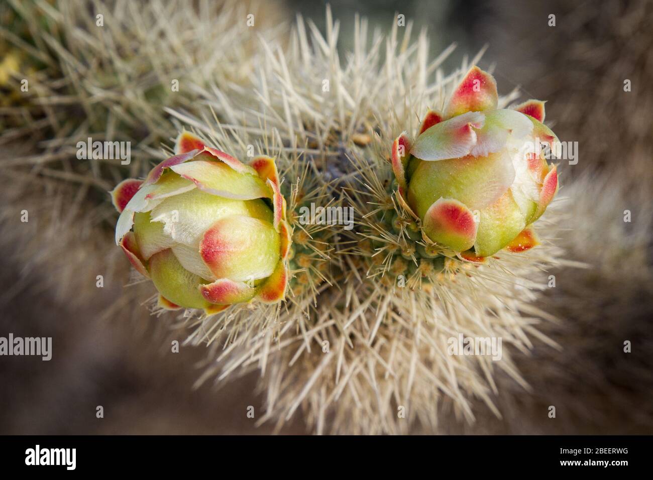 Two cactus buds sit among spines waiting to bloom on a cactus in Spring in Puerto Peñasco, Sonora Mexico. Stock Photo