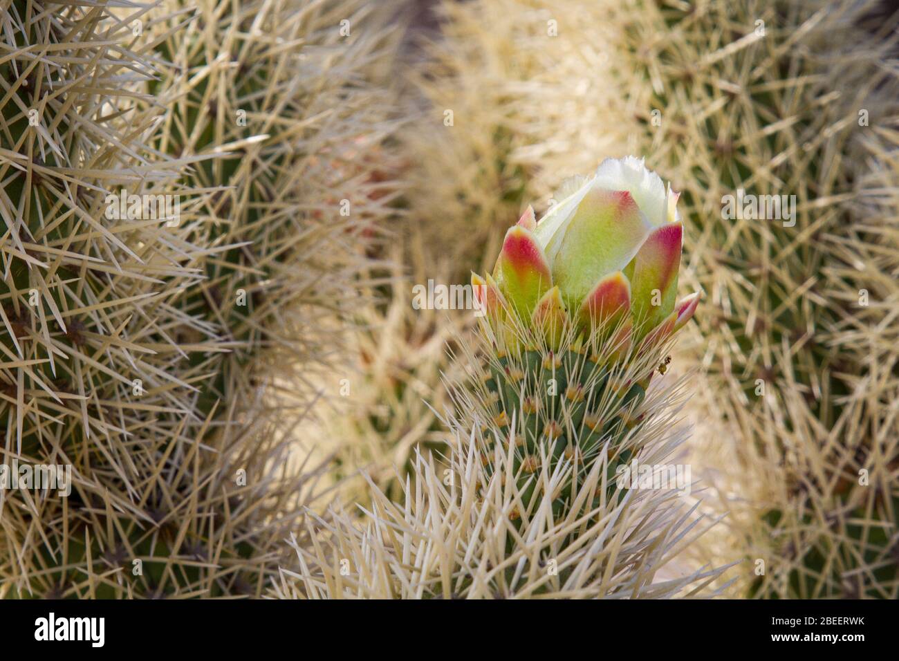 A single cactus bud sits among spines waiting to bloom on a cactus in Spring in Puerto Peñasco, Sonora Mexico. Stock Photo