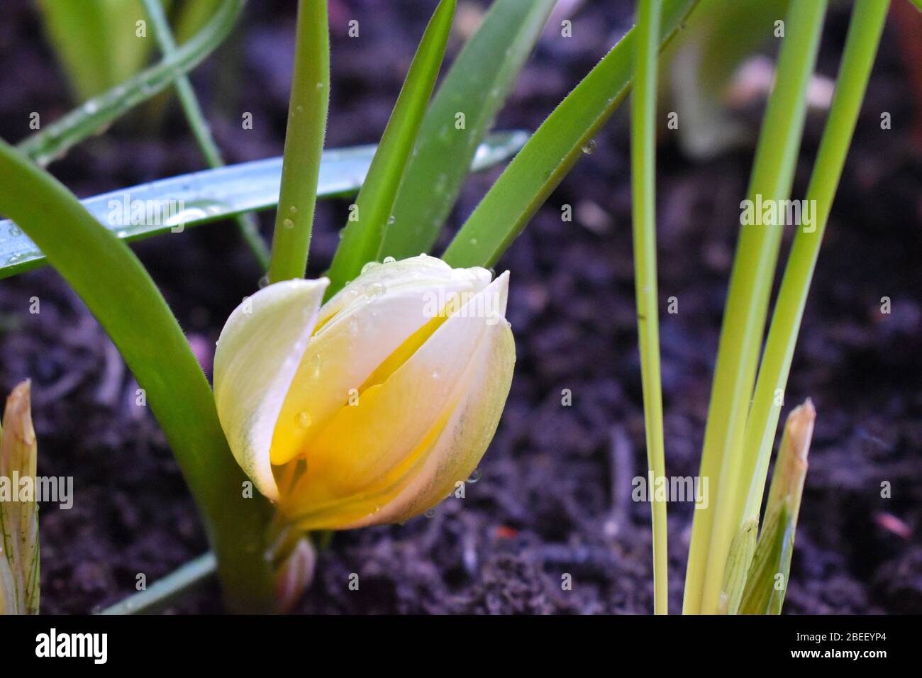 Dwarf tulip english garden hires stock photography and images Alamy