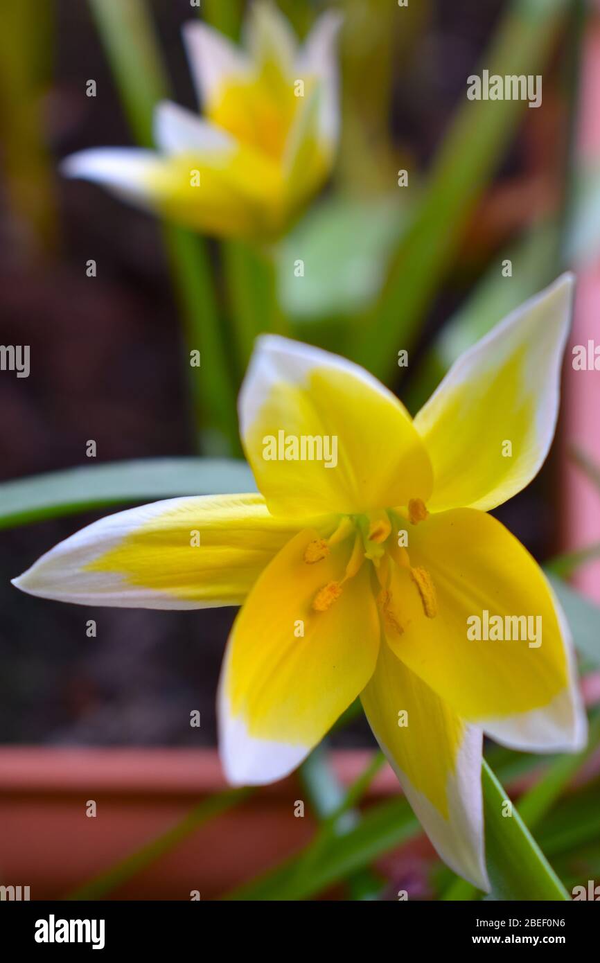 Star shaped flowers their leaves forming rosette Botanical tulip tarda