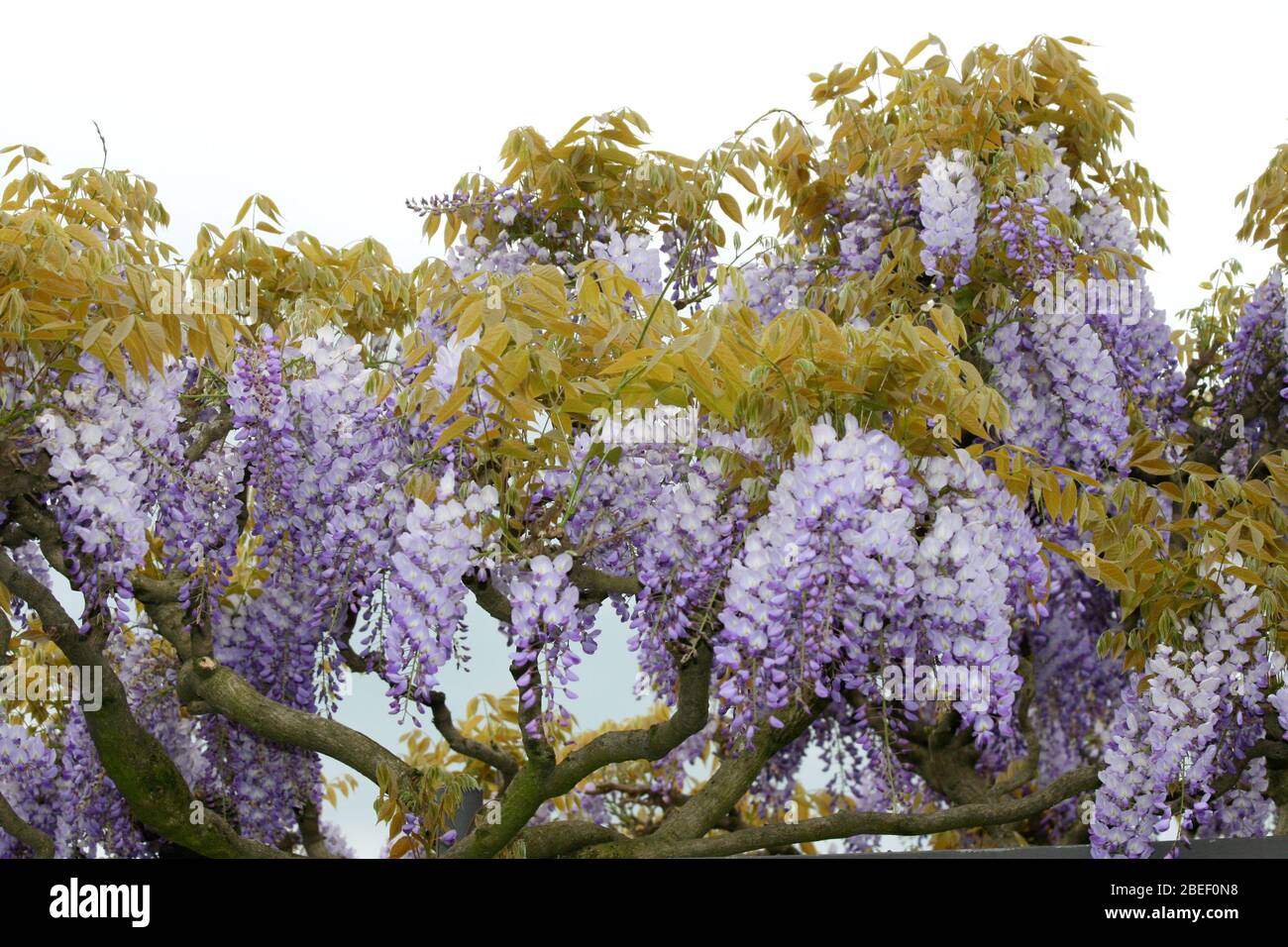 The wisteria (Wisteria) is a genus of the subfamily of the FabaceaeDer Blauregen (Wisteria) ist eine Pflanzengattung aus der Unterfamilie der Schmett Stock Photo