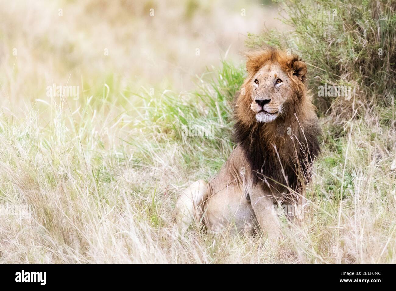 Adult male lion sitting hi-res stock photography and images - Alamy