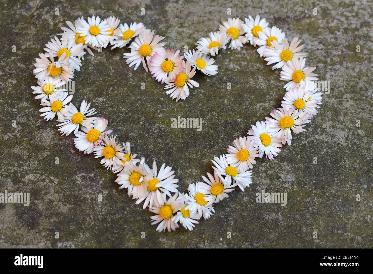 Download Love Heart Shaped Daisy Blossoms The Flower Is Composed Of White Petals And Yellow Centre In Homeopathy It Is Known To Relieve Indigestion And Coughs Stock Photo Alamy