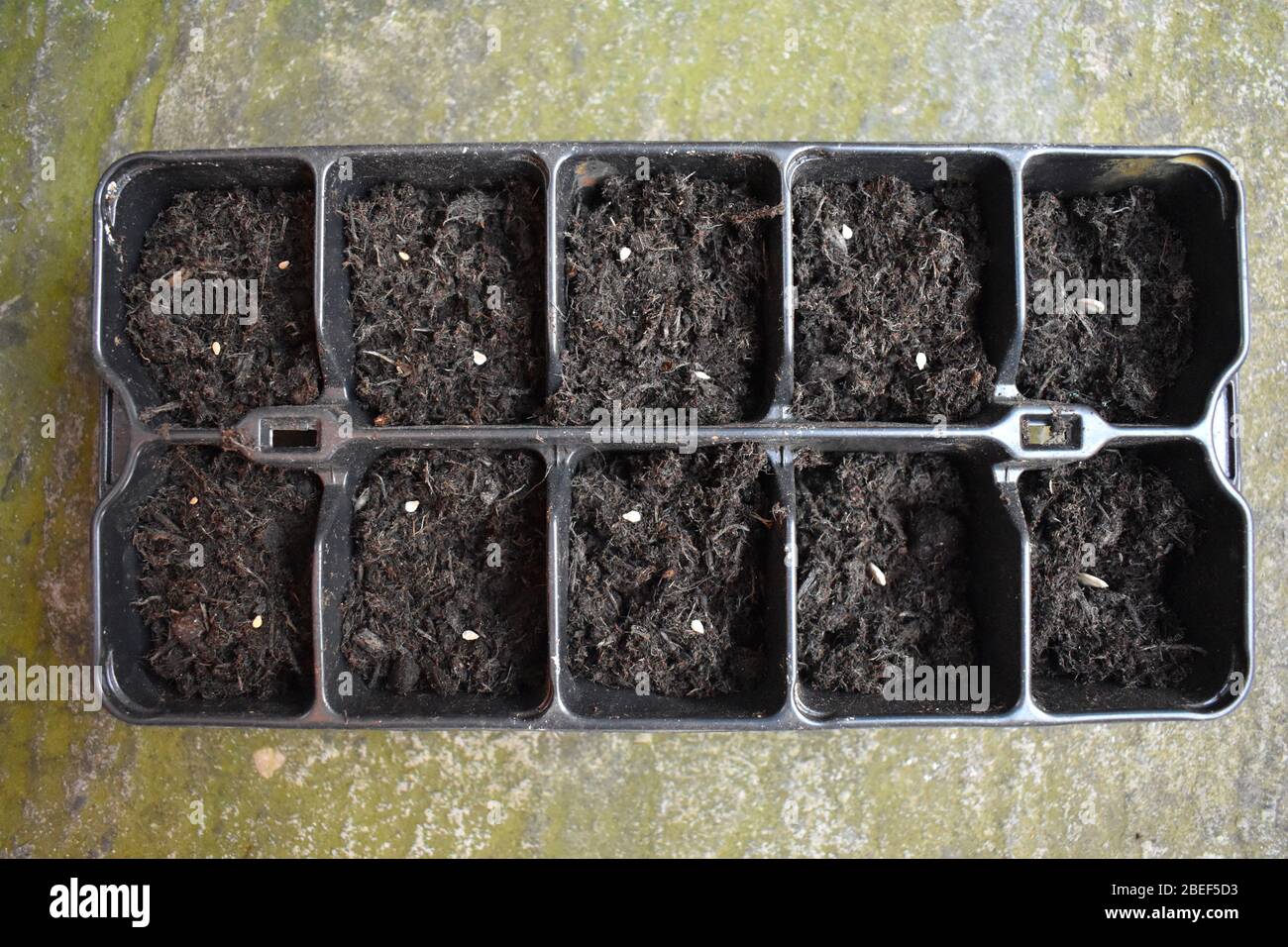 Growing tomatoes and courgettes Sowing veg weeks before the final frost