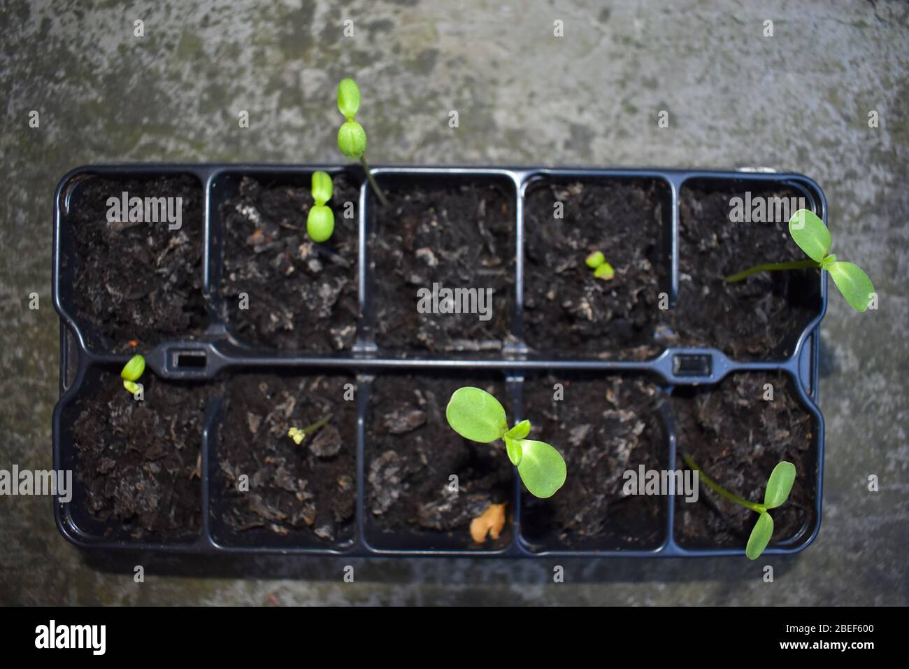Sunflower seedlings Helianthus annuus is herbaceous annual plant in