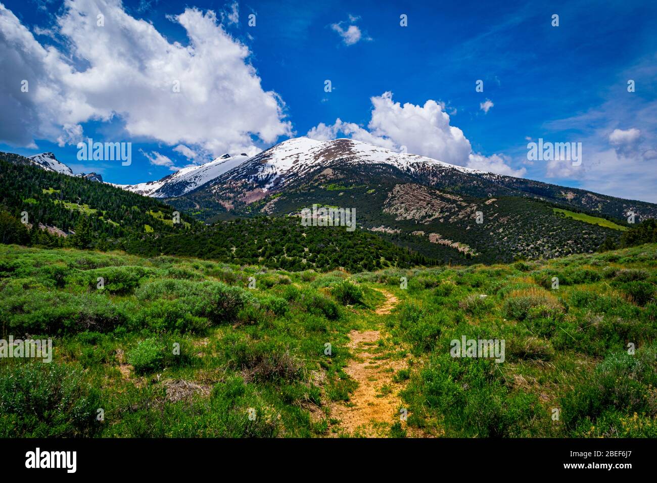 Majestic Wheeler Peak rises up along the Pole Canyon Trail as it opens to an alpine-like meadow. Stock Photo
