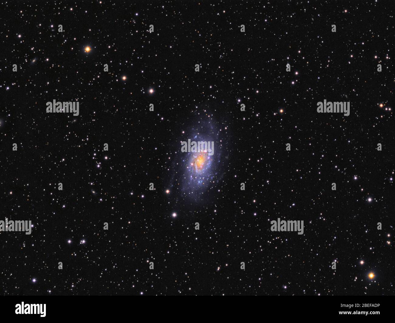 Galaxy NGC 2403 (Caldwell 7) in Camelopardalis constellation against starry sky Stock Photo