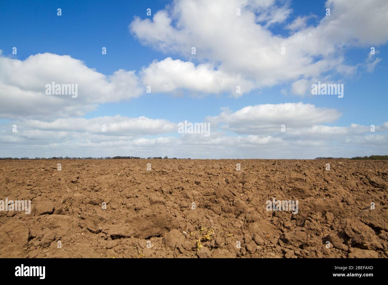 Fertile brown humic soil, prepared for sowing or planting, under a blue sky with white clouds Stock Photo